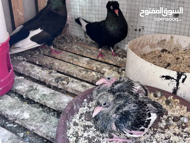 جوز حمام مع فرخين