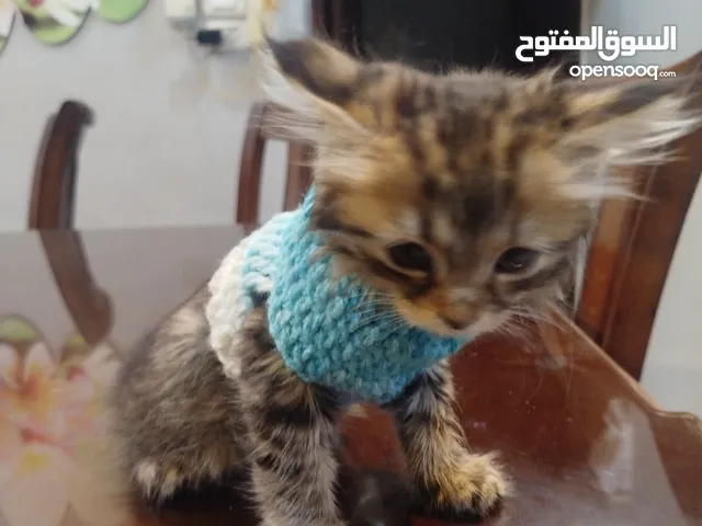 ملابس للقطط و الكلاب كروشه Crochet