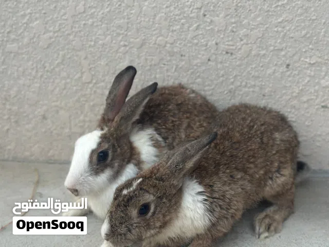 أرنب ذكر وانثي للبيع الموقع للهجاري