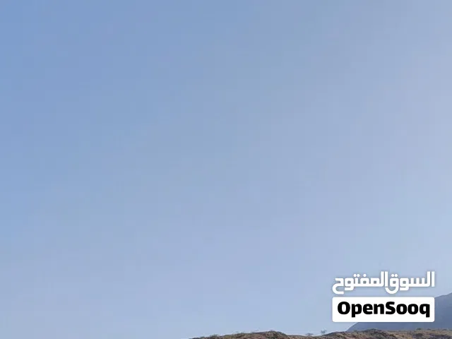 غنمه دبسيه للبيع عشار بإذن الله تعالى