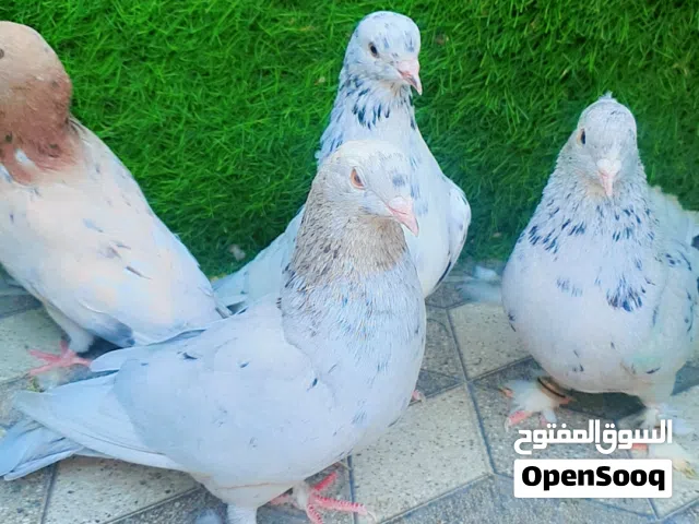 حمام الموند ذكور واناث