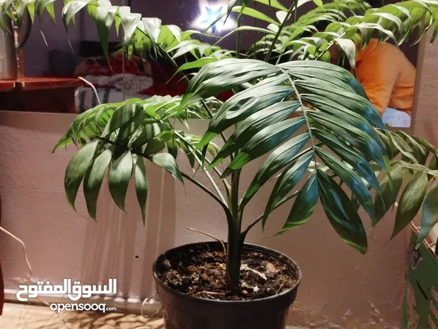 Indoor plant for sale