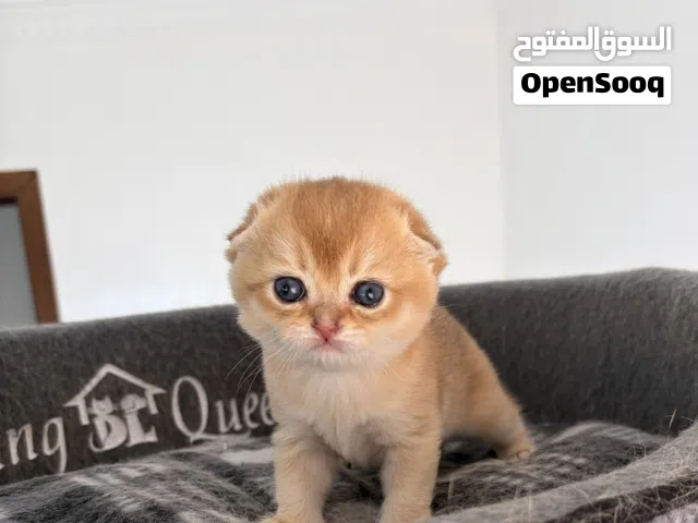 سكوتش ny gold