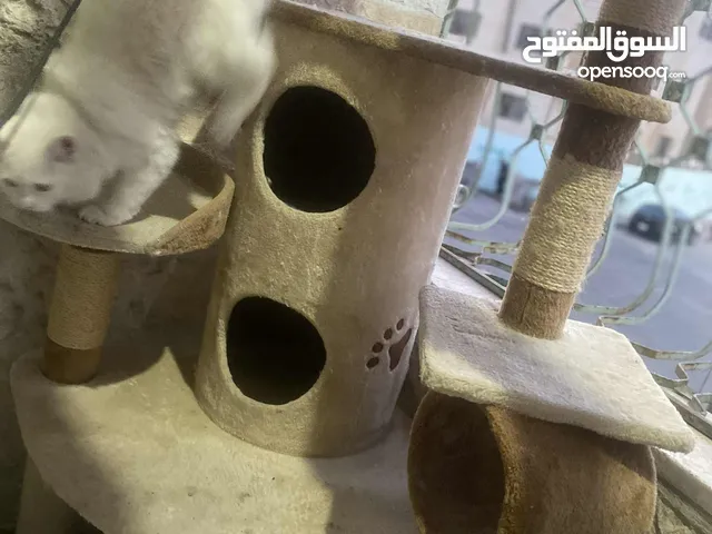قطه مع بيت تفصيل