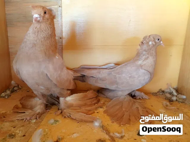 متاح دكر وانثى تحت الترويم