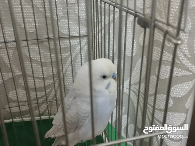 طير حب بادجي اوبلاين للبيع مع القفص