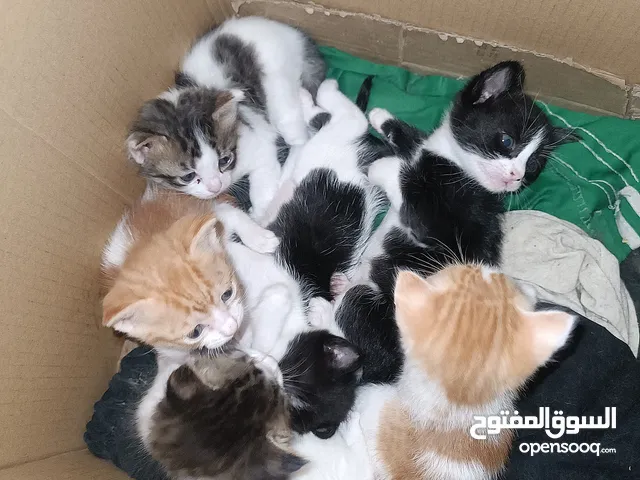 قطط للتبني