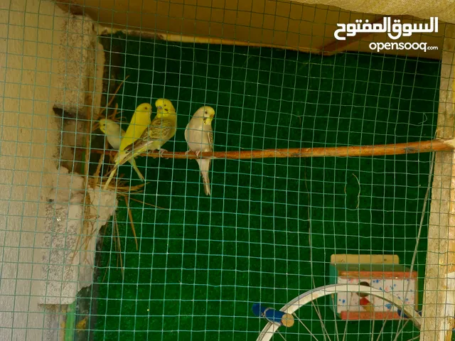 زوجين طيور حب للبيع