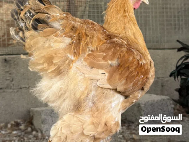 ديك كوشن عملاق