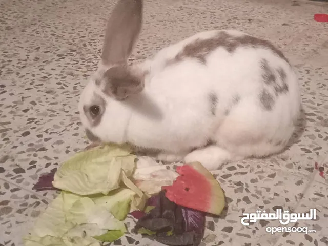 ارانب للبيع