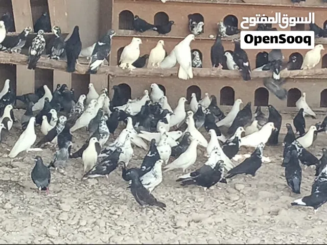 حمام عماني للبيع متنوع بلجمله