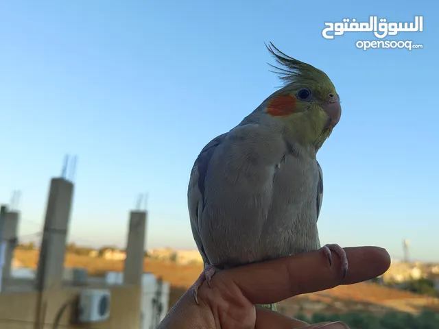 ذكر كوكتيل اليف زق يدوي عمر 5 شهور مع قفص كاسكو 0000000000000000000000000000000000000000000000000000
