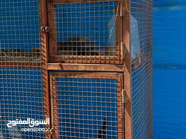 قفص حديدي للبيع