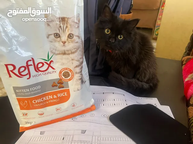 قط بات مان مع dry food و بوكس 25 د شامل التوصيل