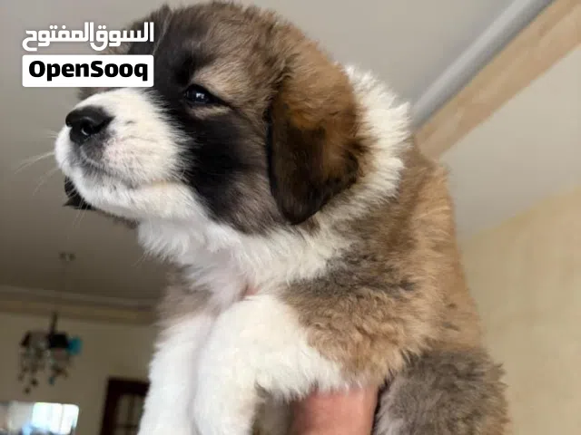 الراعي القوقازي