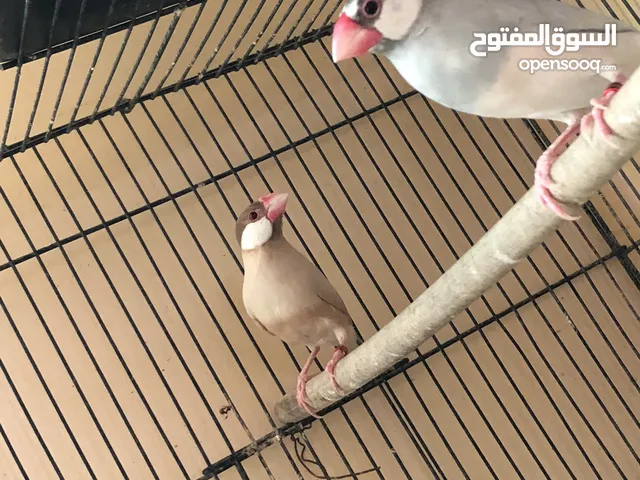 للبيع زوج جاوا محلي محجل