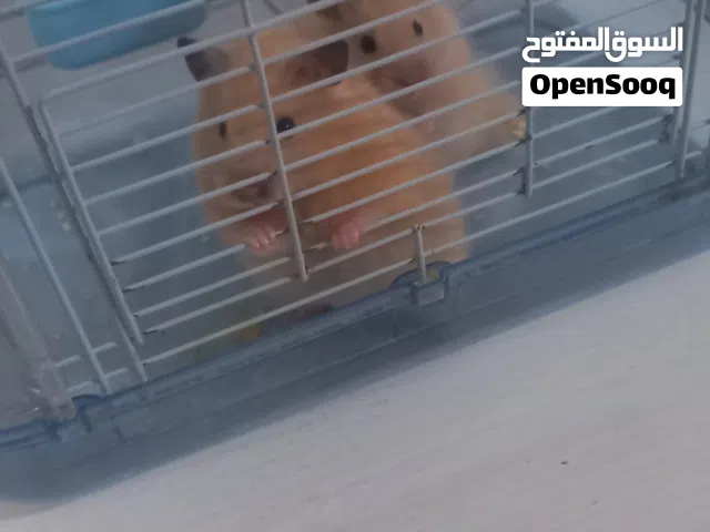 هامستر مع القفص