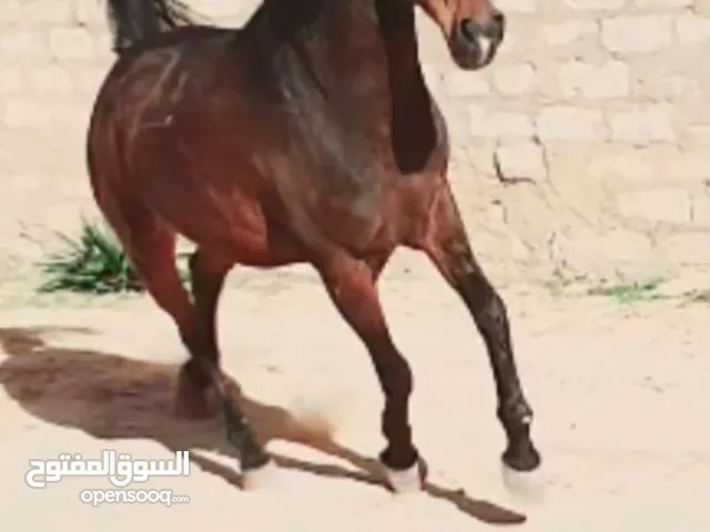 فرس عربيه للبيع