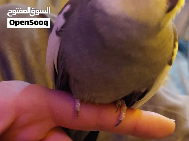 كوبل كالوبسيت متزاوج