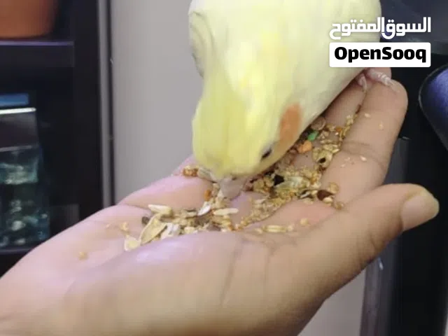 Beautiful white yellow cocatail bird available for sale with cage and food