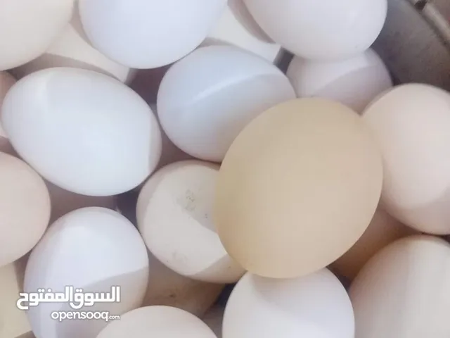 متوفر بيض عرب عدد 20بيضه. وبيهن ابو ركيبه