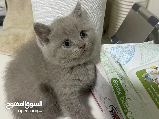 British Shorthair (Lilac)