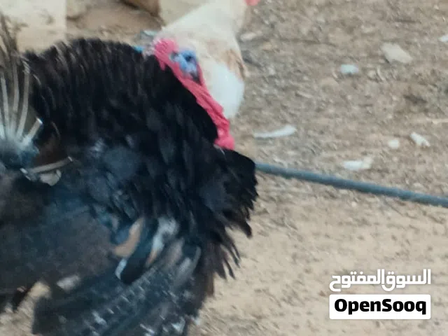 يتوفر كوبية ديك رومي ربي ييارك مدحيه 6 دحيه ربي يبارك سعر مع بعض 180