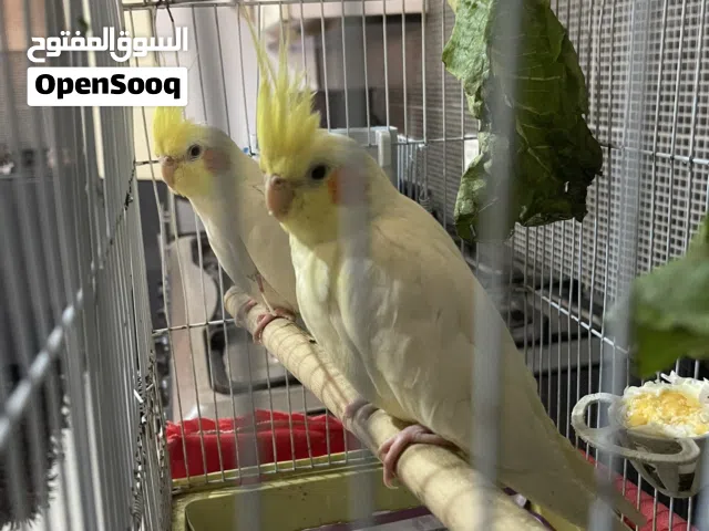 كوكتيل أليف للبيع
