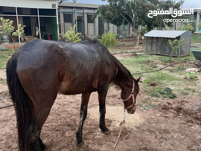 حصان عربي حمر بارم جافل العمر 4 سنين