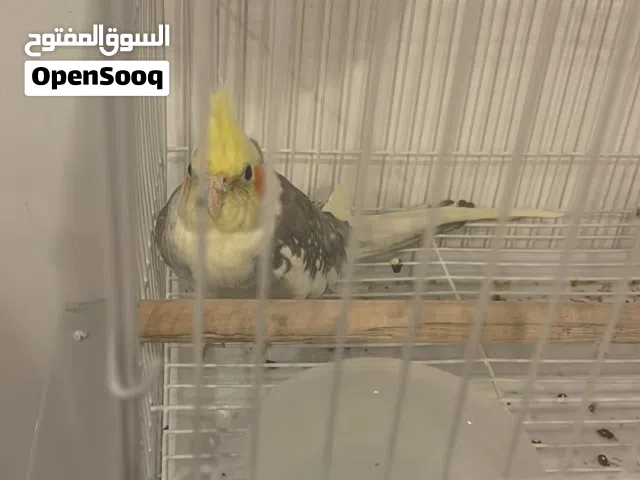 كروان ربوه جدا يغرد تغريد حلوووو