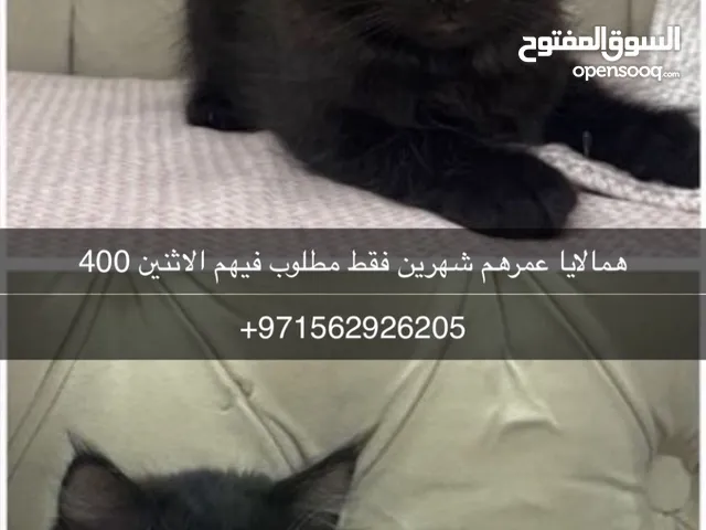 قطة همالايا