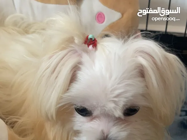 جراوي مالتيز