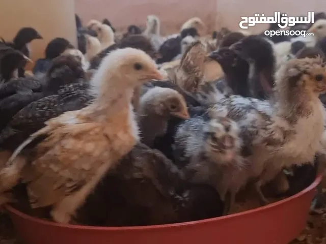 دجاج دحي للبيع