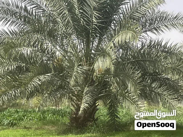 نخيل خلاص الظاهره وفرض للبيع