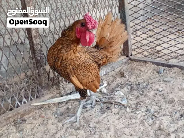 فروج سبرايت انيق درجة أولى