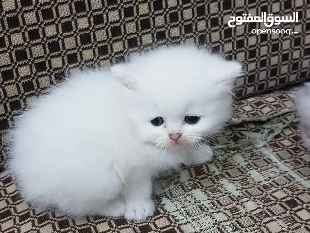 4 قطط للبيع عمرهم شهر و3 أيام الله يبارك مكان زليتن