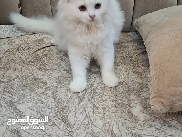 قطة اليفة  جميلة ،ذكر ،أبيض اللون .الام شيرازي والأب سكوتش.