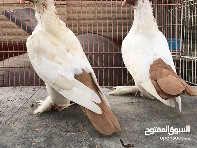 للبيع  زوج هلمت لون مميزة  او للبدال