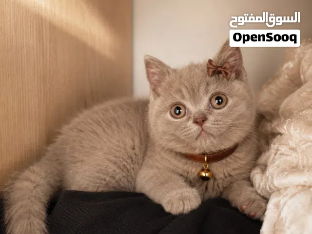 سكوتش ستريت بيور جمجمه عريضه لون ليلكي مميز ........................................................