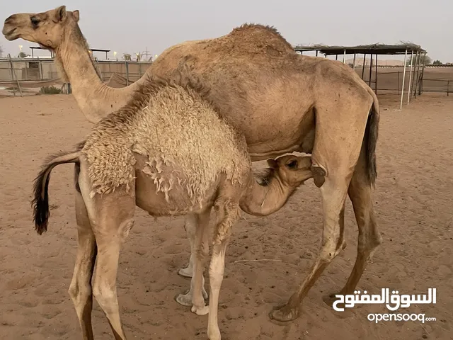 قعود للبيع على اللبن