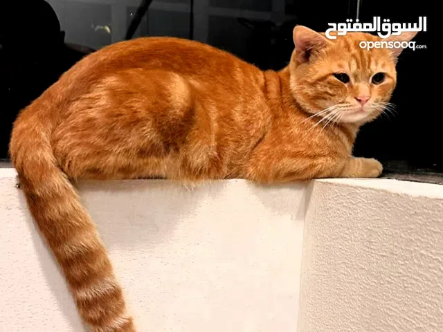 قط لتبني / Cats for adoption