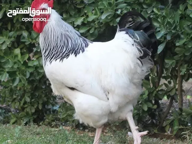 صيصان ساسكس  انجليزي  البزره الاصليه