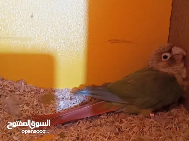 متاح زوج كنيور اقرأ الوصف