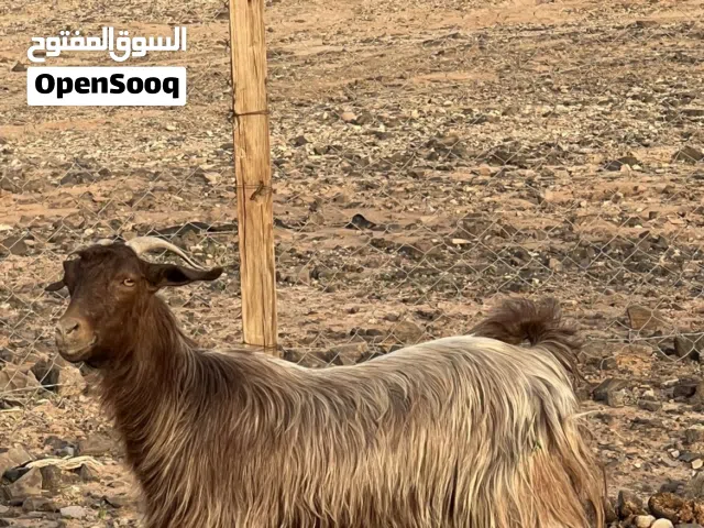 شاه  عمانيه اصل
