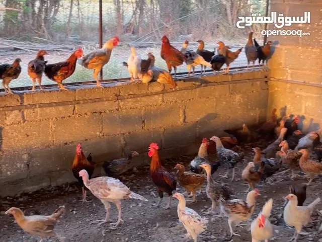 دجاج عماني فرنسي للبيع