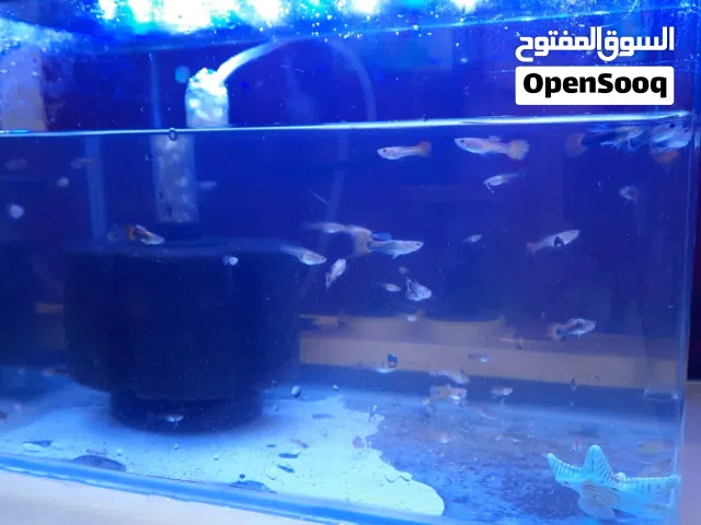 حوض كبير وحوض كرستال صغير