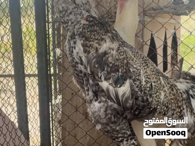 ديك شامو المانيا