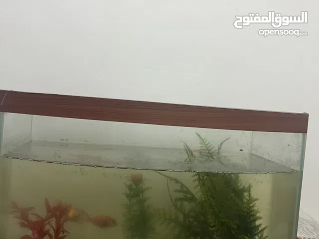 حوض سمك مع زينه