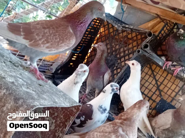 موجود حمام بلدي للبيع او للبدل