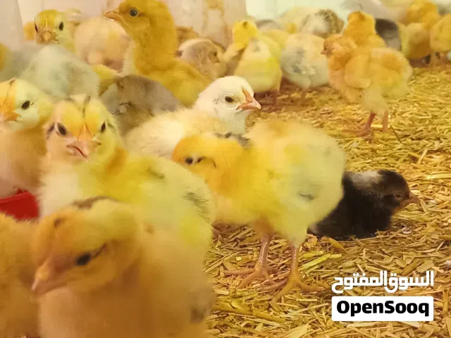 صيصان هجين فرنسي مميز
